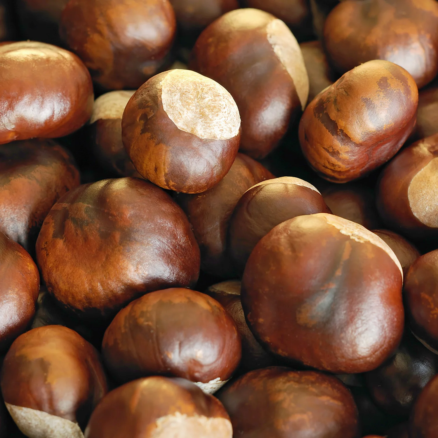 
New Crop Chestnut Price/Chestnut 