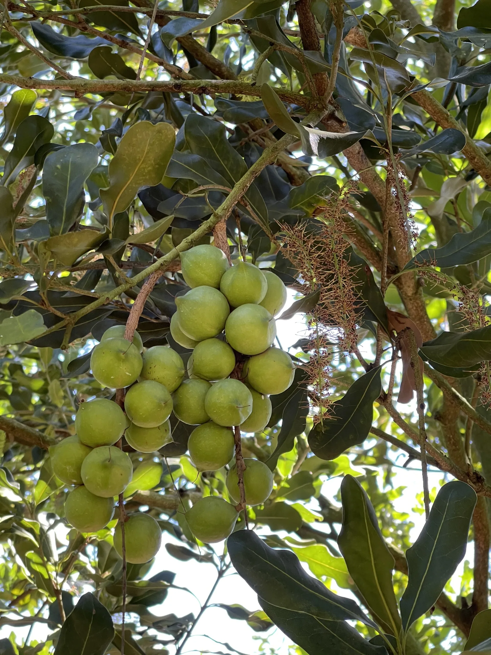 12 months shell life Dry Cracked in Shells Dried Style Organic Cultivation Type 25+mm Macadamia nuts (yellow box) from Vietnam