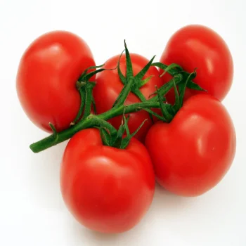 
Fresh Red Trusses Bush Tomatoes For Sale From Turkey 