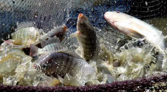 Natural Well Trimmed Frozen Tilapia Fillet Clean Made in Viet Nam Frozen tilapia fish Hot selling farm live fresh Wholesale