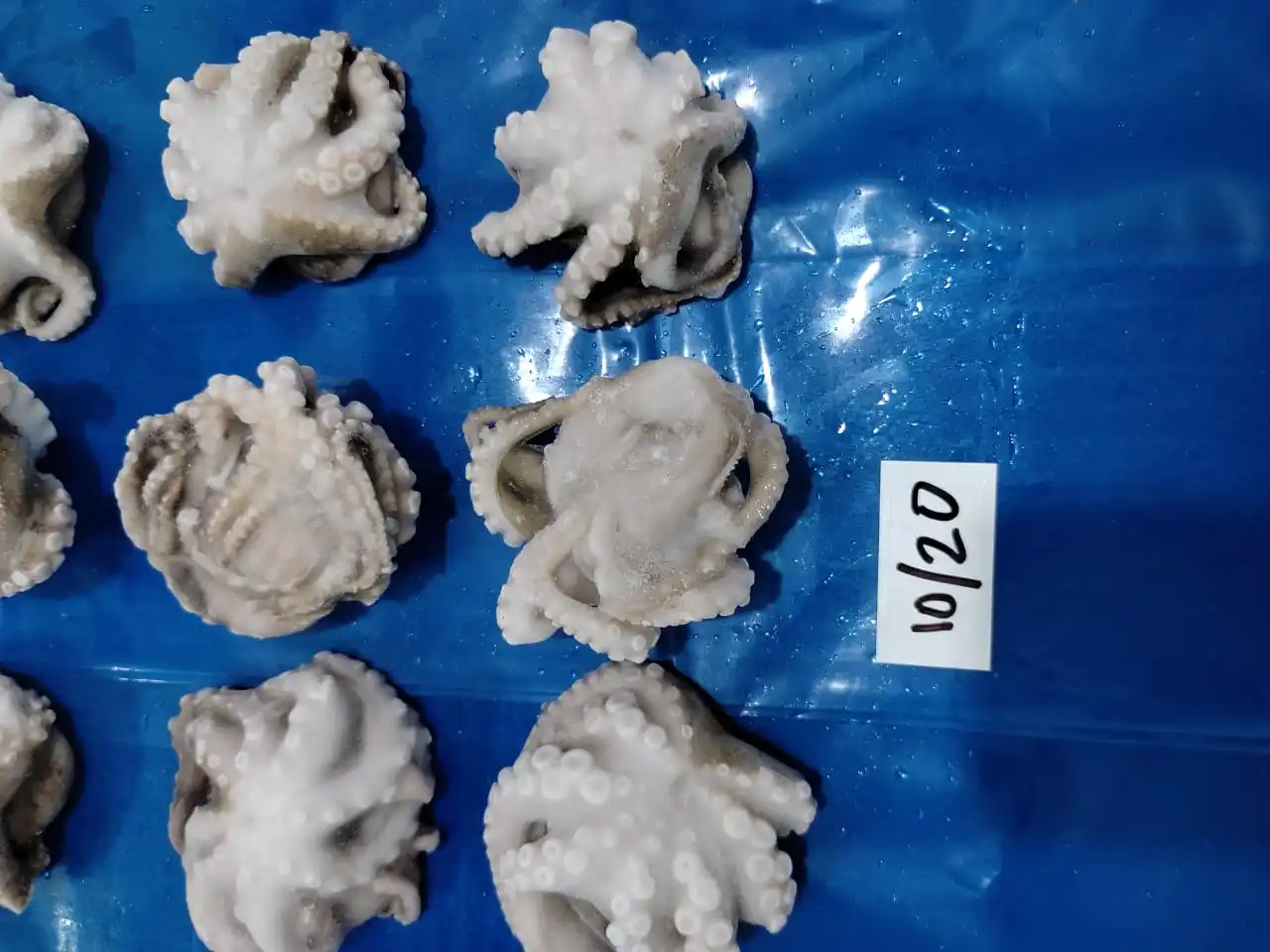 OCTOPUS WHOLE CLEANED