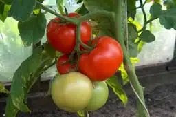 Высококачественные томаты для посева сельскохозяйственных специй в оловянной упаковке культивирования 2022