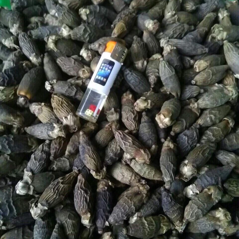 TOP SALE!!! DRIED BETEL NUT at VERY HIGH QUALITY & THE BEST PRICE FROM VIETNAM VENDOR 2022