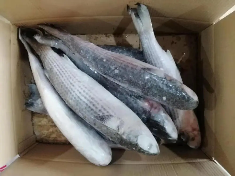 Pomfret IQF frozen Fish Product Frozen White Pomfret Farming frozen pomfret Wholesale seafood
