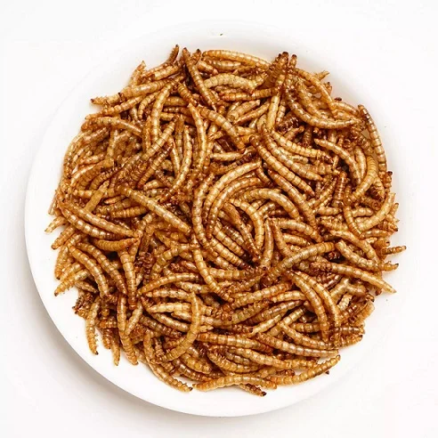 Meal worms dried for birds bulk supply