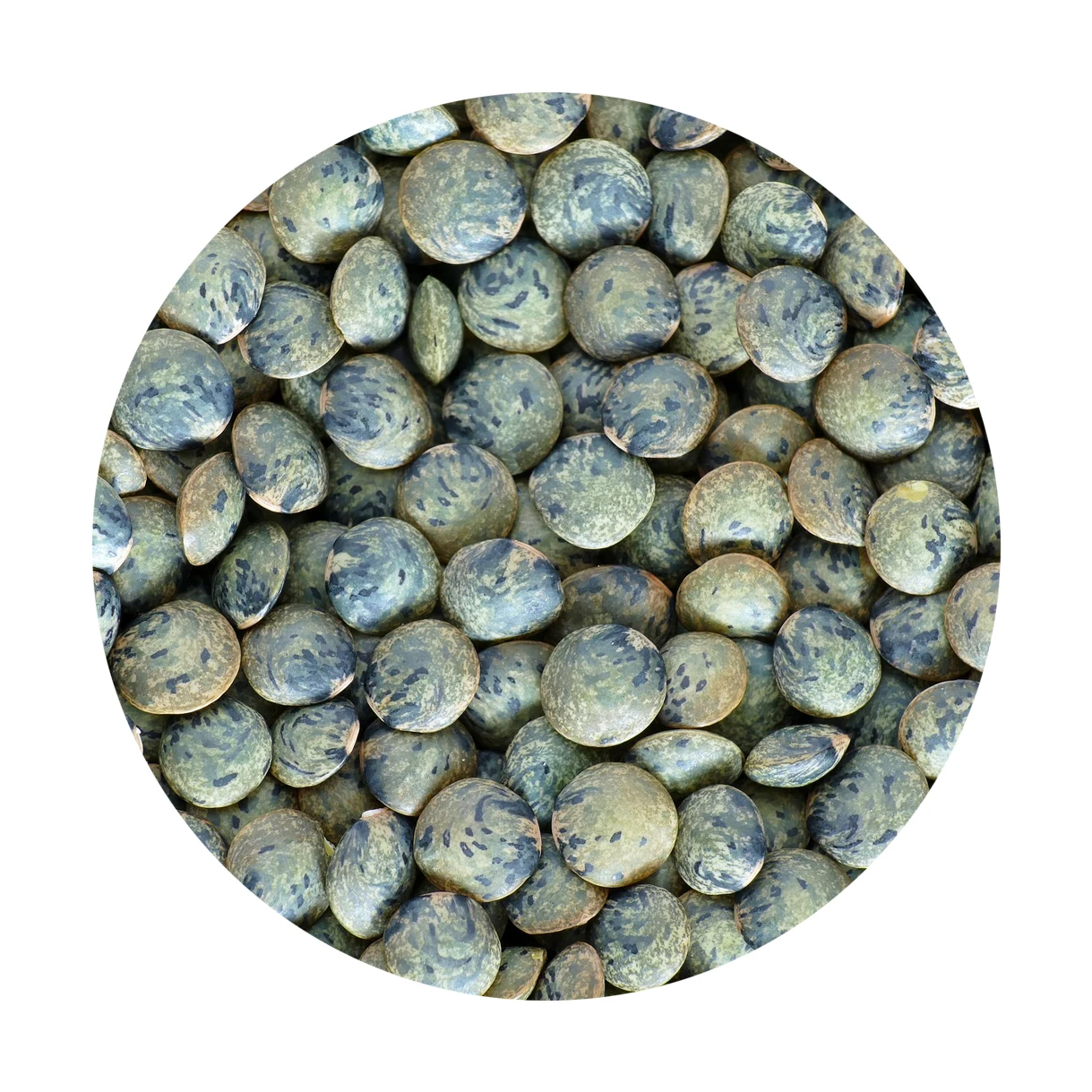 
 Оптовая продажа, Органическая русская зеленая линза без ГМО для продажи по всему миру  