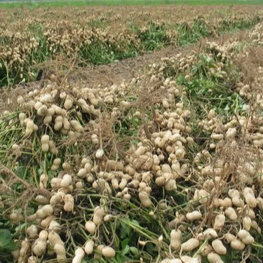 Excellent Peanuts from Argentina