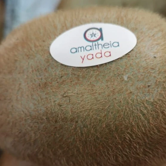 Hayward Kiwi origin Greece all sizes available