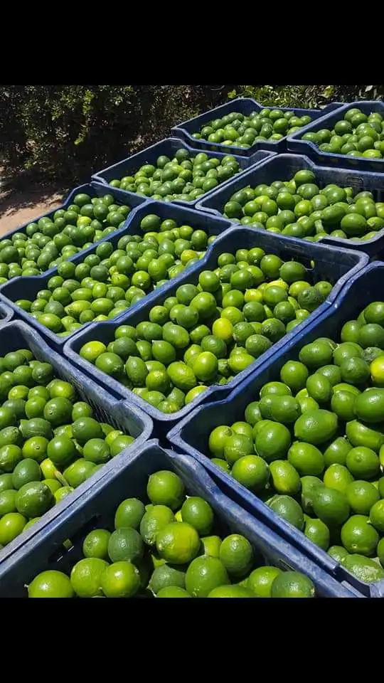 High Quality Fresh persian Lime for sale