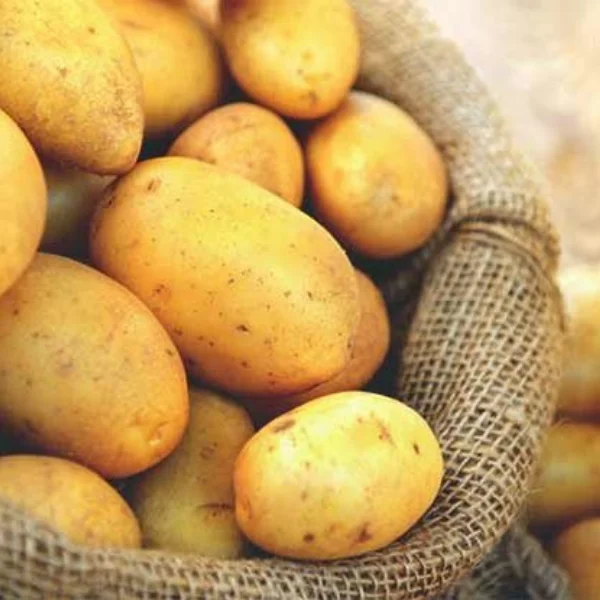 2021 new fresh holland potato Low Price