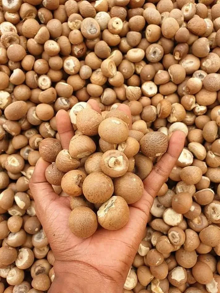 Вьетнам Betel Nut/высококачественные Сушеные Орехи Areca для оптовых продаж