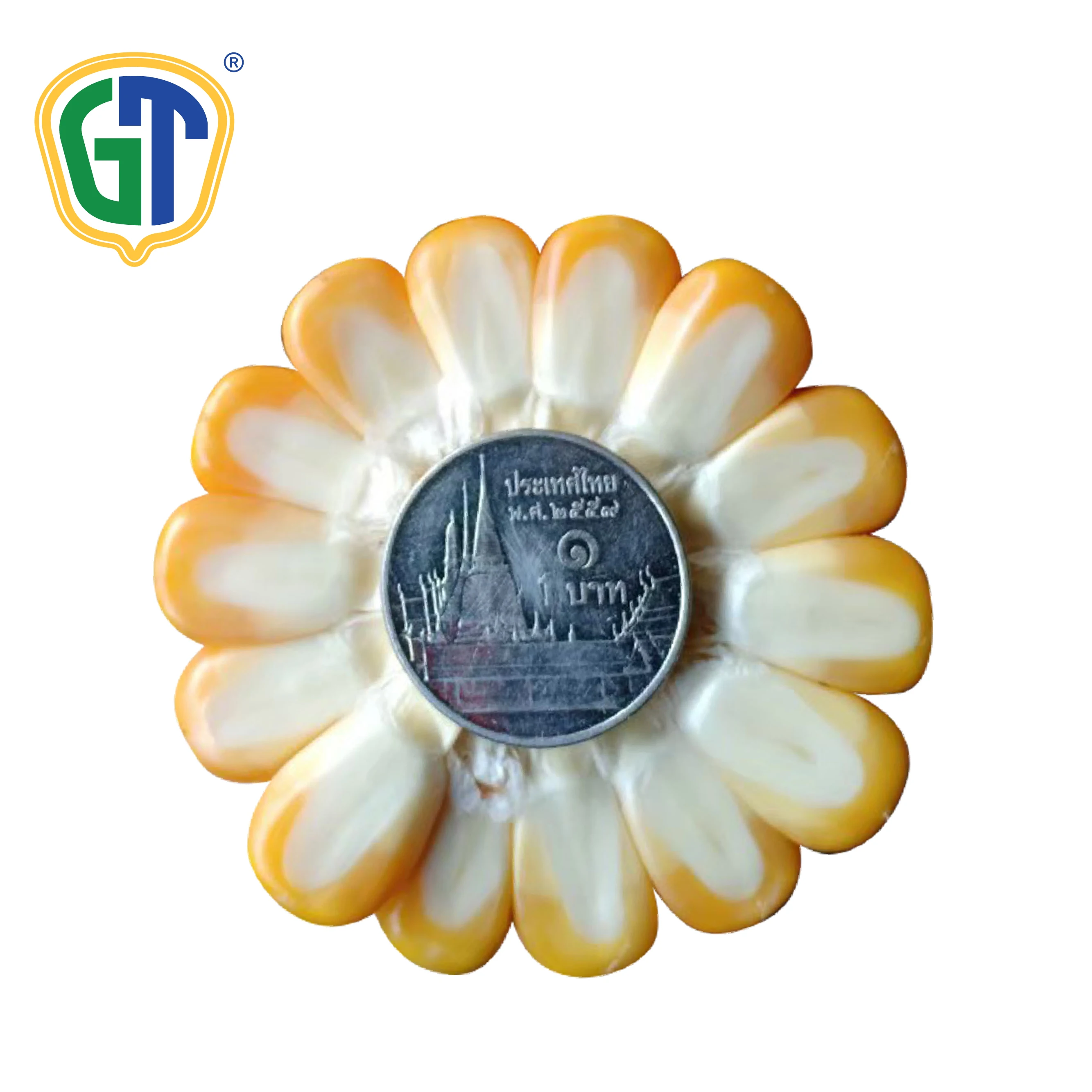 
52 Days Flowering 84-86% Shelling Orange Yellow Kernel Color Medium Size Hybrid Corn Seeds 