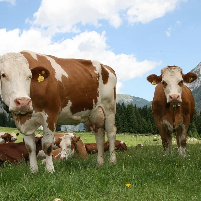 
Live Healthy Simmental Bull/ Cattle/cow 