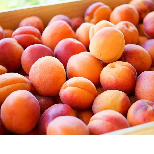 Cheap Fresh Apricots , Wholesale Fresh Apricots , Bulk Fresh Apricots