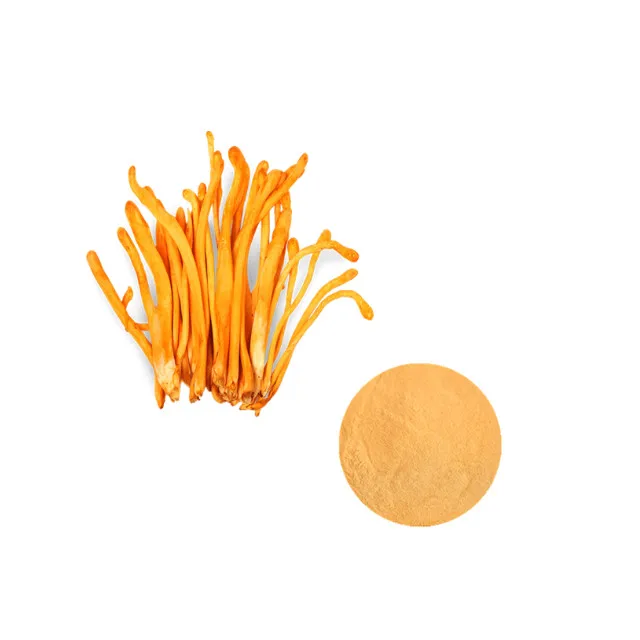 Cordyceps Militaris.jpg