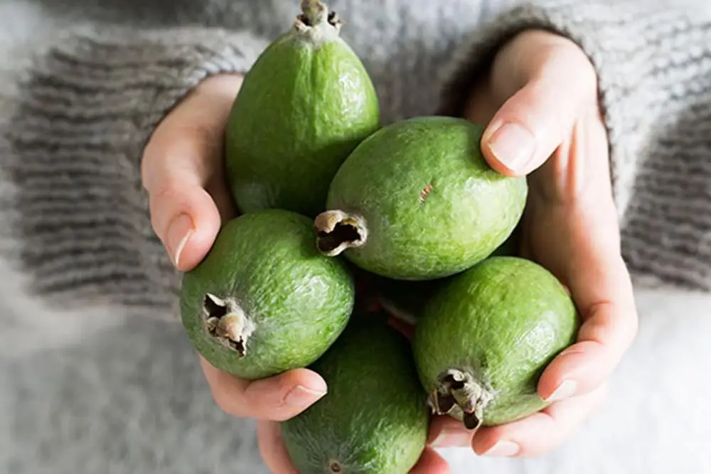 Feijoa