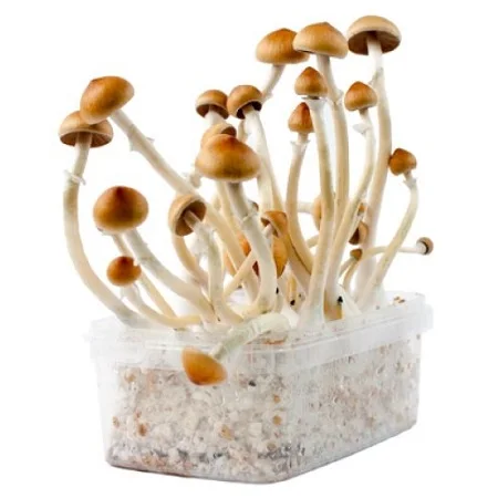 
CUBENSIS MAGIC MUSHROOM FROM NETHERLANDS 