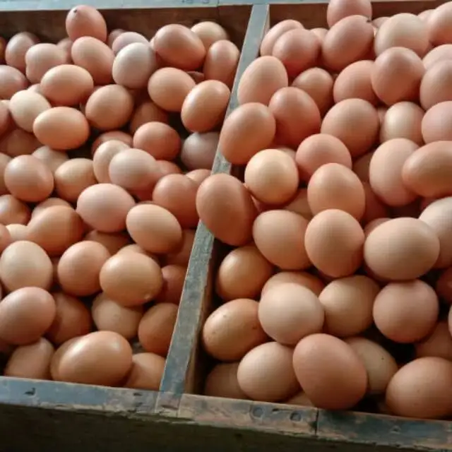 Fresh Chicken Table Eggs & Fertilized Hatching Eggs, White and Brown eggs