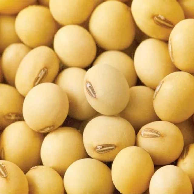 Premium Natural Yellow Soybean Seeds / Soy Beans