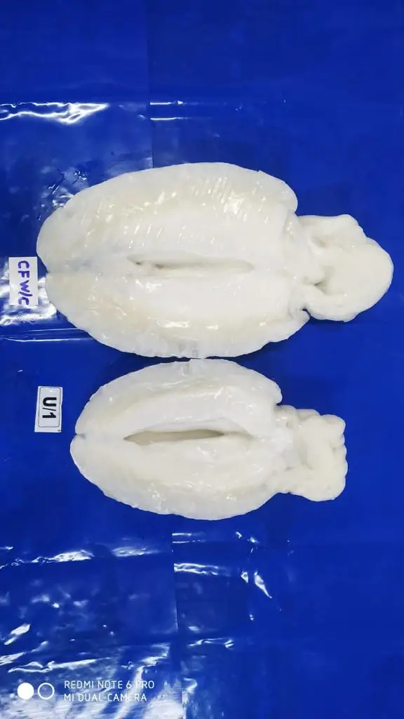 CUTTLEFISH WHOLE CLEANED