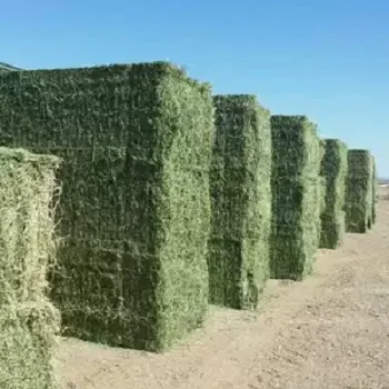 
Alfalfa Hay,Timothy Hay and Bermuda Hay Now in Stock 