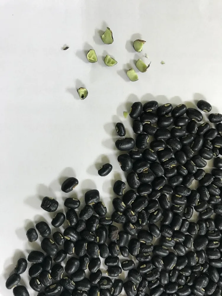 NEW VIETNAM BLACK BEANS ( GREEN INSIDE )