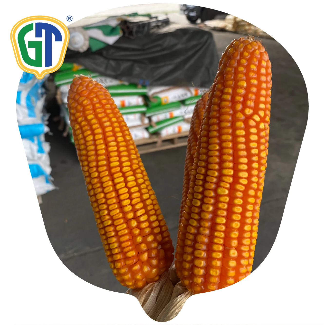 
52 Days Flowering 84-86% Shelling Orange Yellow Kernel Color Medium Size Hybrid Corn Seeds 