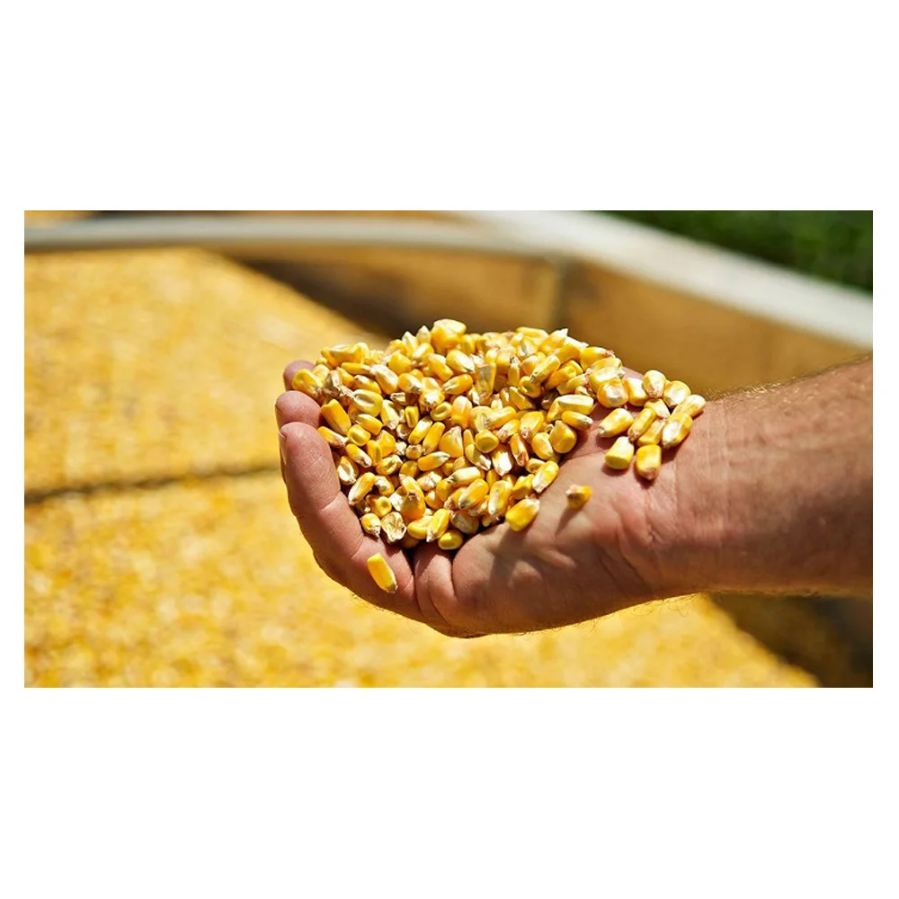 Dried Grade 2 Yellow Maize/Corn, Non-GMO, Fit for Human Consumption and Animal Feed, Origin
