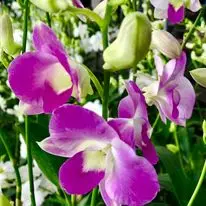 Nursery Wholesale Fresh Orchid Live Plant Thailand from TH;62