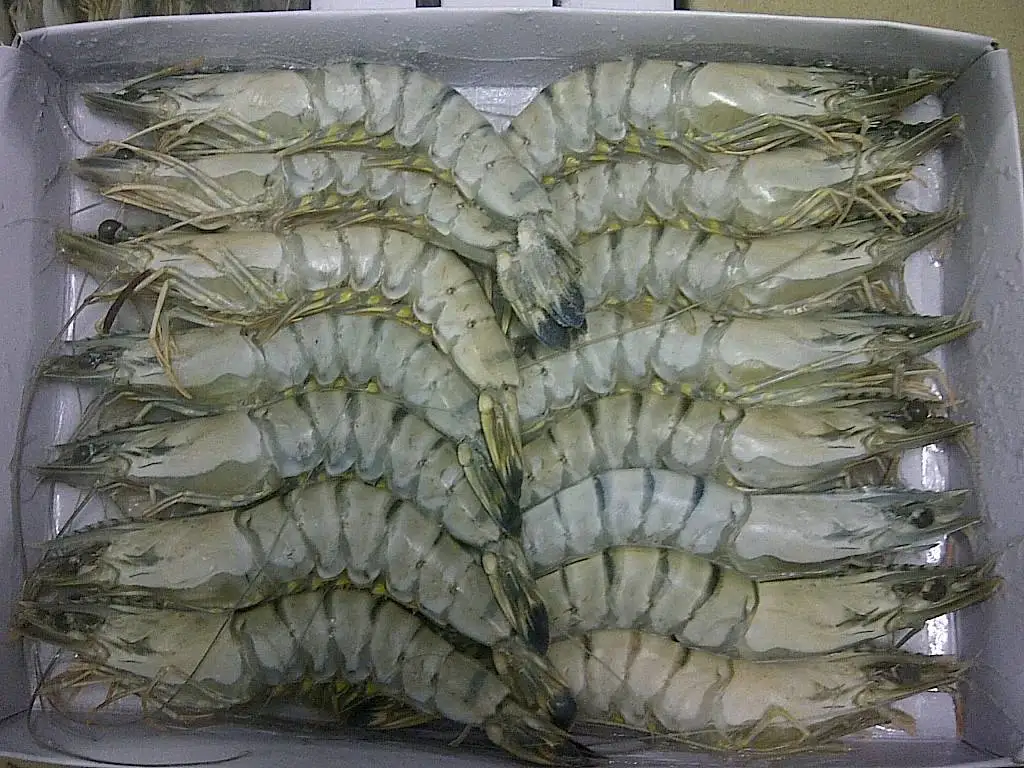 Замороженные Черные Тигровые Креветки HOSO европейского стандарта оптовая продажа экспорт из Вьетнама/Замороженные гигантские тигровые креветки на голове