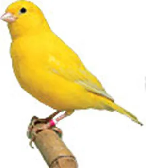 
the German canary Lady Gouldian Finches lives Birds for sale... 