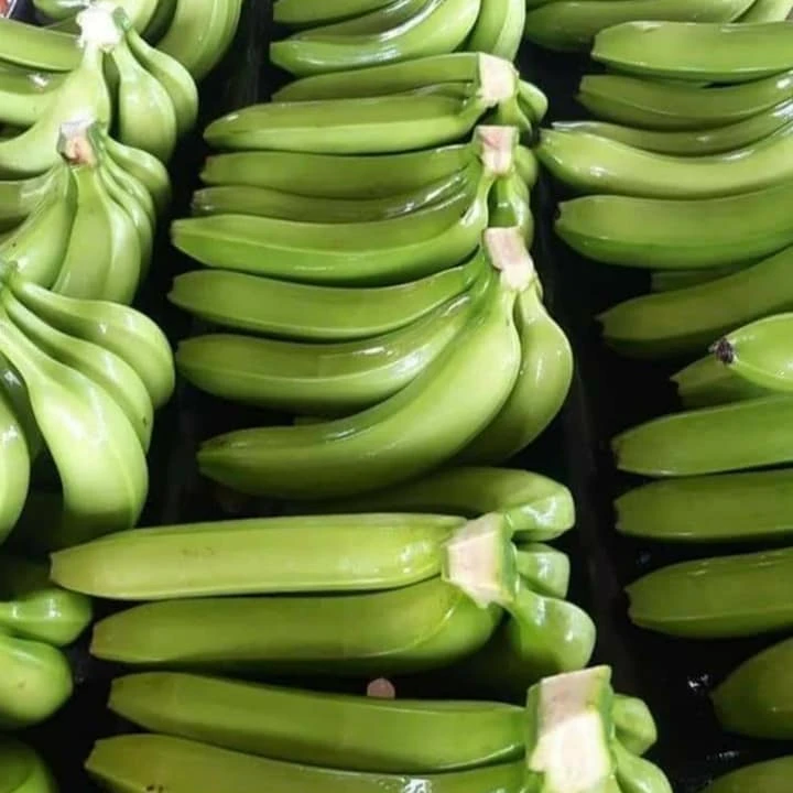 
Fresh Long Green Cavendish Banana Exporters In South Africa 