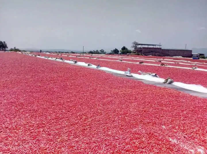 DRIED red CHILLI hot spicy , contact +84963818434 whatsapp