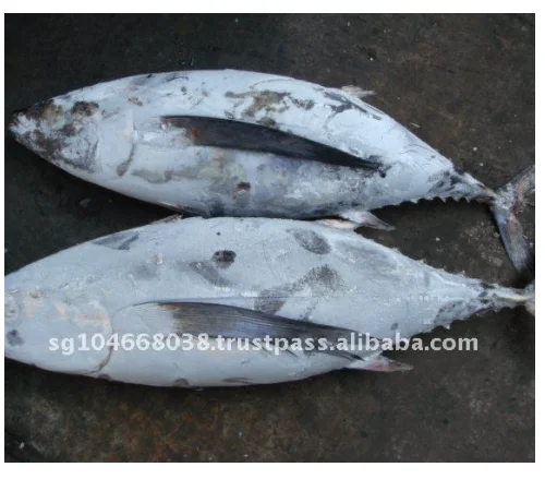 Precooked Seafood Purse Flake Max Mercury Fishing KOSHER Style Lead Gluten Packaging Pack Color Tuna ALBACORE WHOLE ROUND