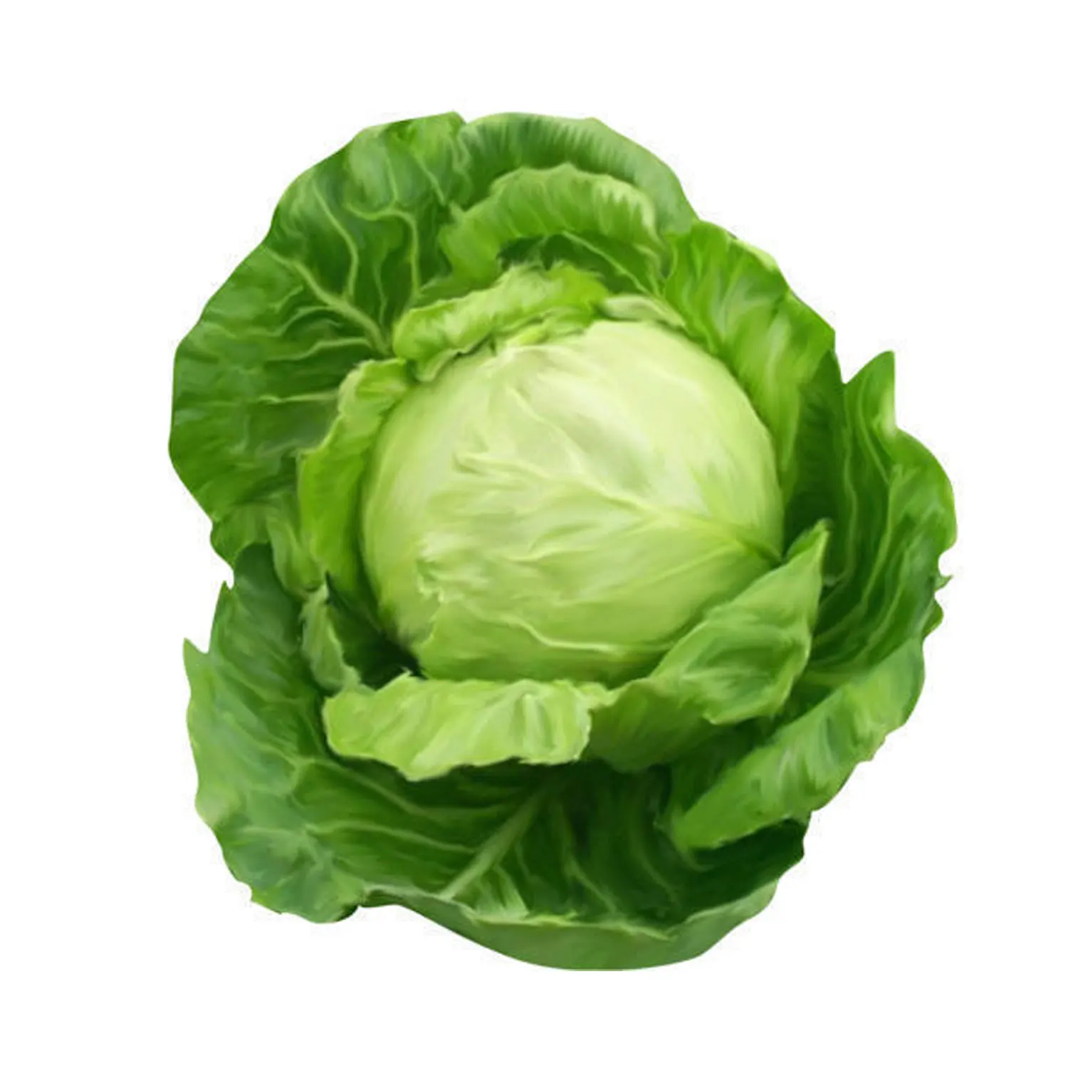 Свежая Зеленая капуста из нового урожая 2021 стандарта экспорта