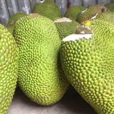 
Vietnam Fresh Jackfruit No chemichals (WS: +84904230236) 