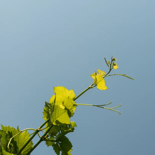 Gift pack White wine  Friulano I Feudi di Romans 0,75 L Bottle of Wine Wine Bottle Native Italian Dry