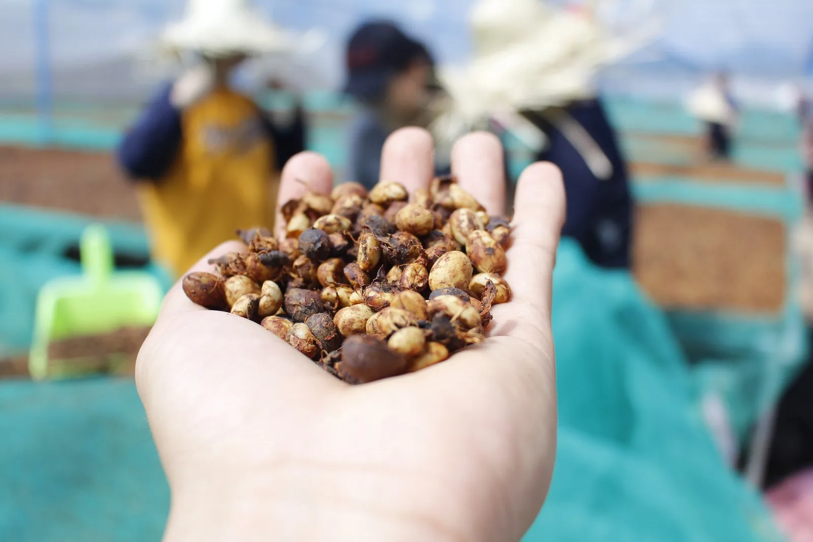 New Season 2021 Robusta Honey Coffee S18 - Robusta Coffee Bean Vietnam