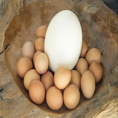 OSTRICH EGGS