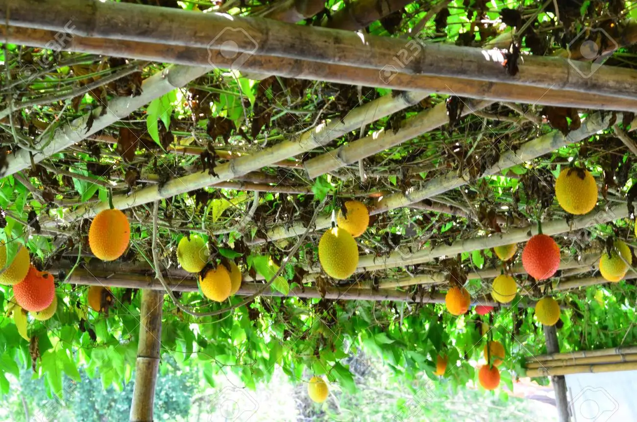  Порошок Gac от профессионального производителя мисс Хлоя WhatsApp: + 84 919 247 730