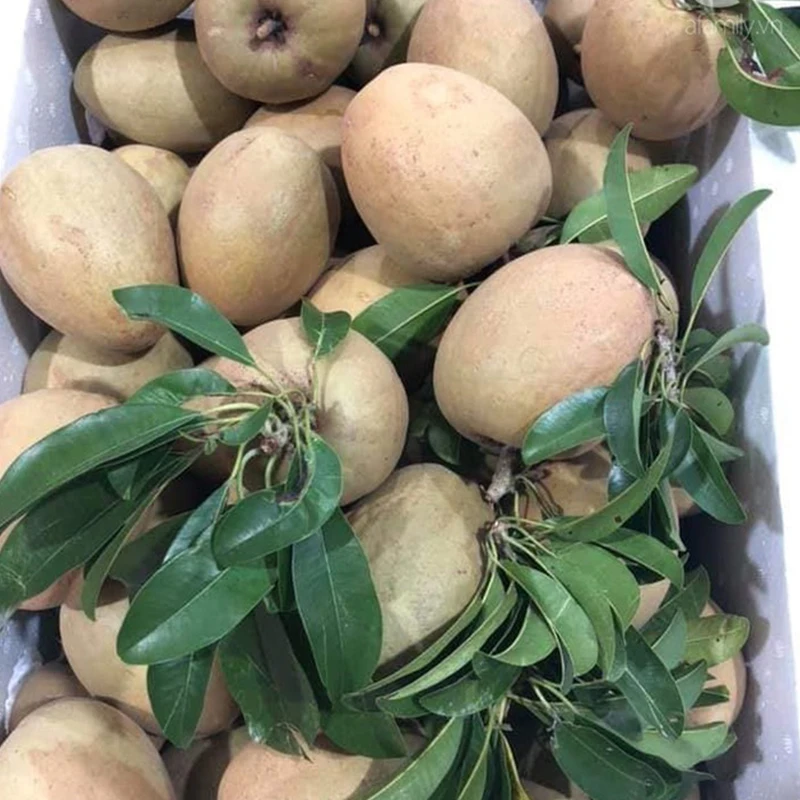 Новые и свежие фрукты Sapodilla/Sapota высокого качества натуральный сладкий готовый к отправке из