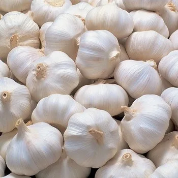 South Africa  factory Wholesale Fresh Garlic price