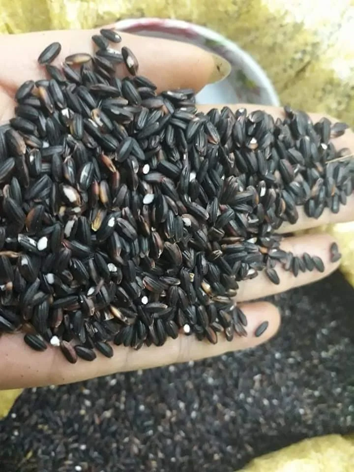  Оптовый продавец Фиолетовый рис из Вьетнама контактное лицо Нины 84 904 723863