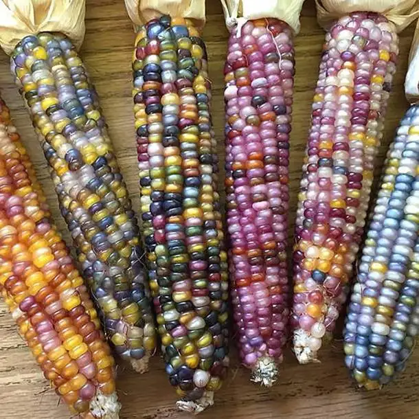 
AD Fresh Fresh Corn Freshcorn Production Of Fresh Yellow Corn Sweet Corn Yellow Purple Gem Maize Wholesale 
