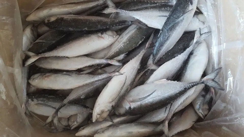 Замороженная лошадиная скумбрия цельная круглая/рыба из Вьетнама низкая цена-Whatsap 0084 989 322 607