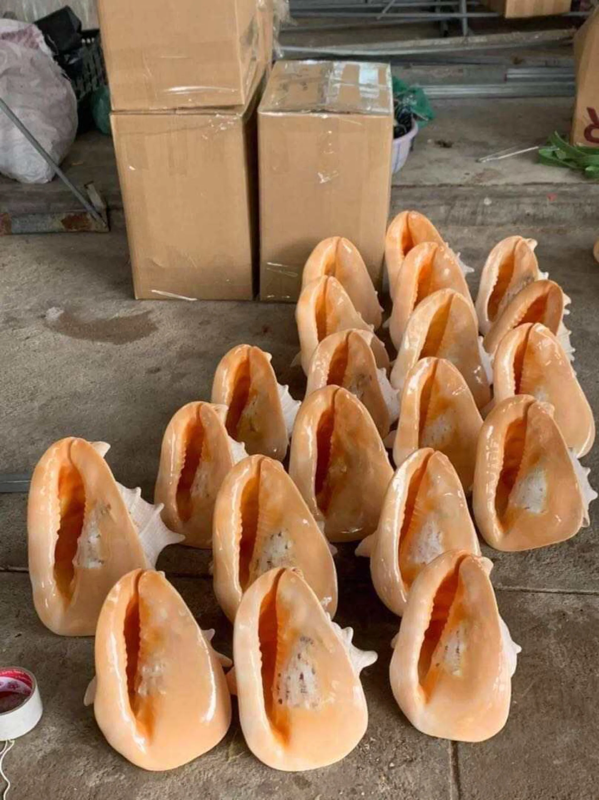 Оптовая продажа ракушка для правой руки