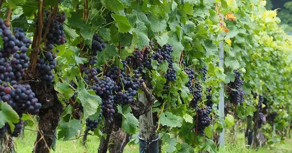 Wine , Italy , made , special product  gold  Vino spumante  deser wine  sparkling alcoholic beverages