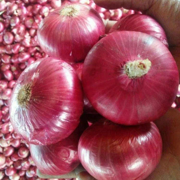 
fresh vegetable fresh onions for sale 