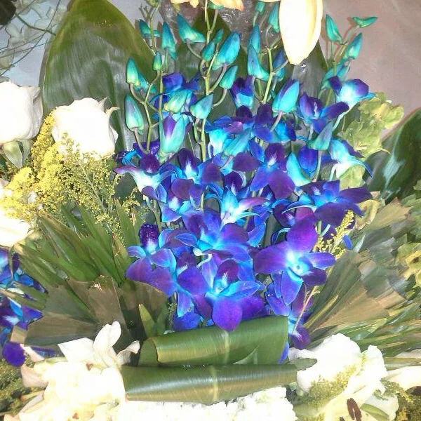 Sonia, синяя Орхидея, свежие ограненные цветы, синяя окрашенная 100% натуральная Дендробиум сония