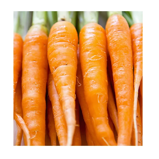 
New Crop Fresh Carrots Best Selling In Reasonable Price 